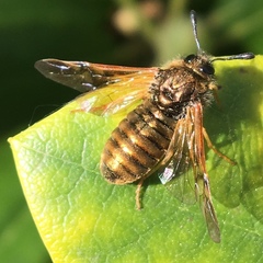 Insecta