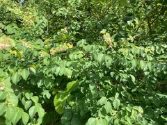 Phyllanthus mocinianus
