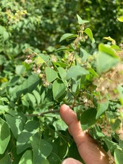 Phyllanthus mocinianus