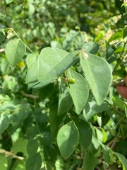 Phyllanthus mocinianus