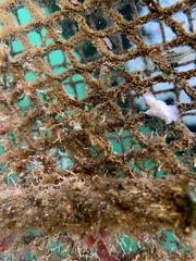 Pseudoceros canadensis