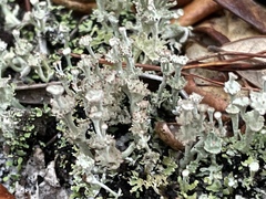 Cladonia rappii