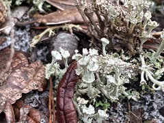 Cladonia rappii