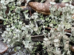Cladonia rappii
