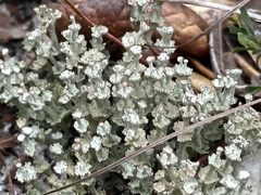 Cladonia rappii