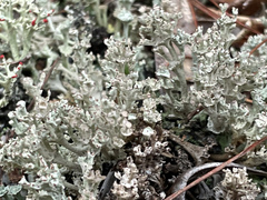 Cladonia rappii