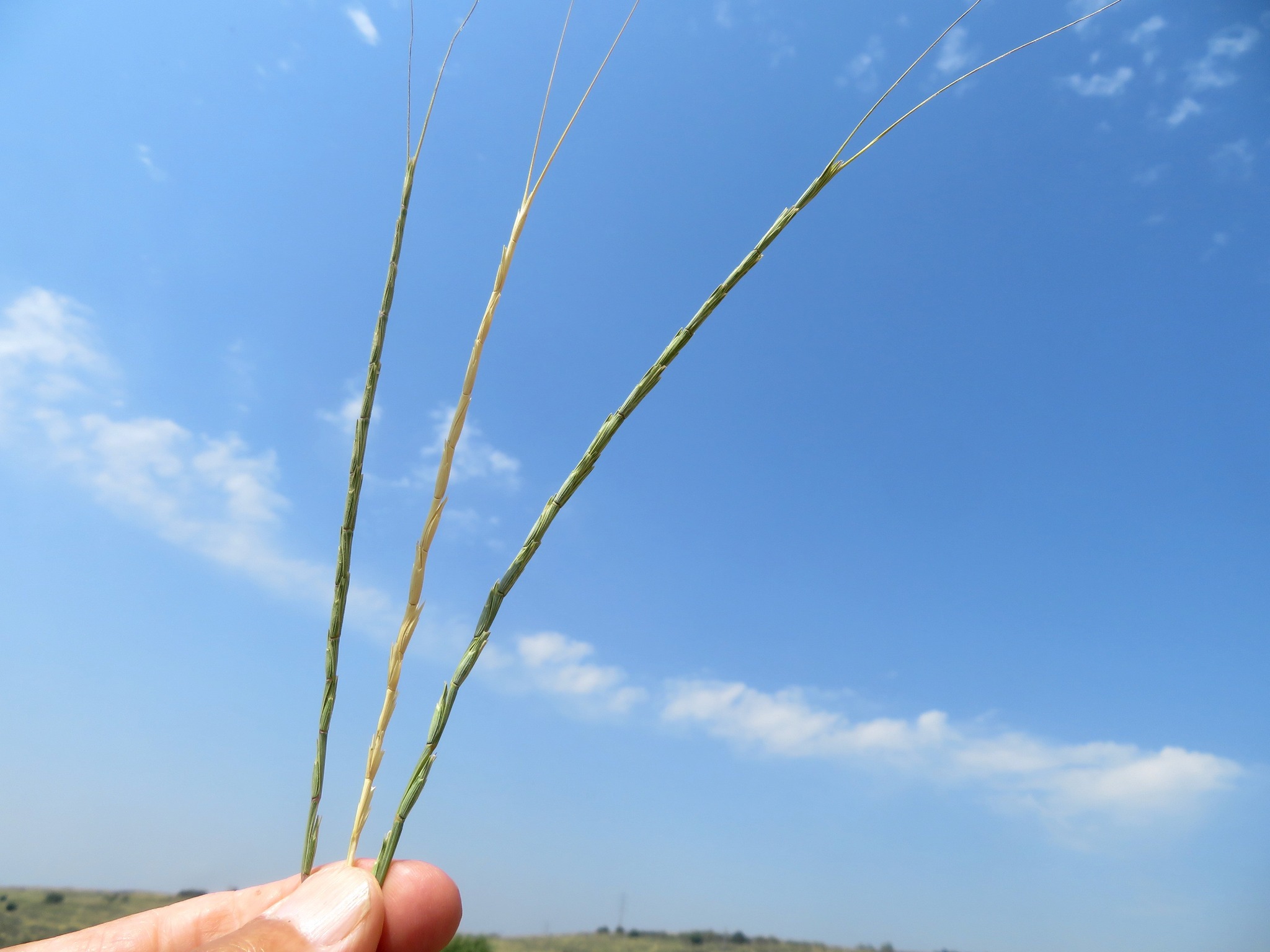Aegilops longissima