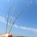 Slender Goatgrass - Photo (c) יאיר אור, some rights reserved (CC BY-NC-SA), uploaded by יאיר אור