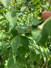 Phyllanthus mocinianus