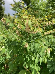 Phyllanthus mocinianus