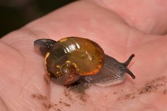 Helicarion cuvieri