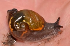 Helicarion cuvieri