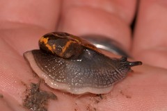 Helicarion cuvieri