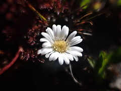 Brachyscome longiscapa