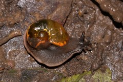 Helicarion cuvieri