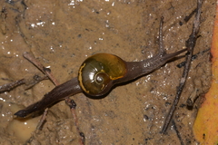 Helicarion cuvieri
