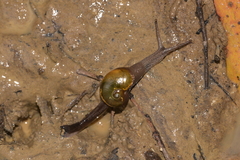 Helicarion cuvieri