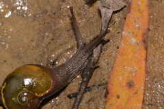 Helicarion cuvieri