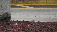 Streptopelia decaocto