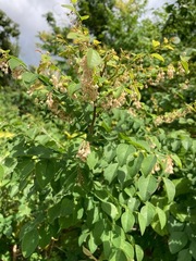 Phyllanthus mocinianus