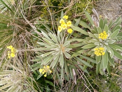 Espeletia corymbosa