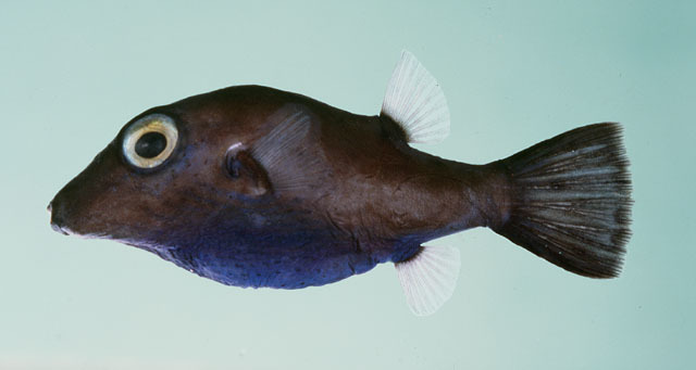 Blue-belly Toby