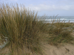 Ammophila arenaria