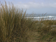 Ammophila arenaria
