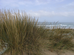 Ammophila arenaria