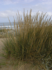 Ammophila arenaria
