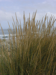 Ammophila arenaria
