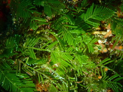 Caulerpa articulata