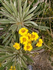 Espeletia corymbosa