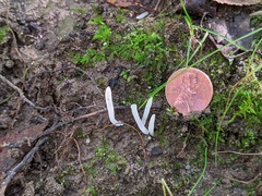 Clavaria subfalcata