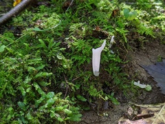 Clavaria subfalcata