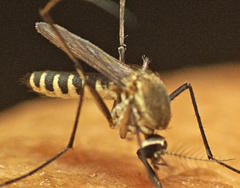 Tripteroides atripes