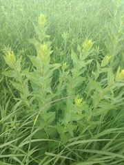 Silphium integrifolium