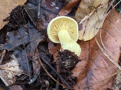 Tricholoma odorum