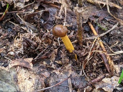 Tolypocladium longisegmentatum