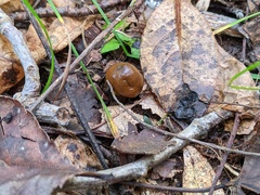 Tolypocladium longisegmentatum