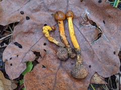 Tolypocladium longisegmentatum