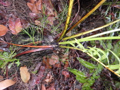 Acrostichum danaeifolium