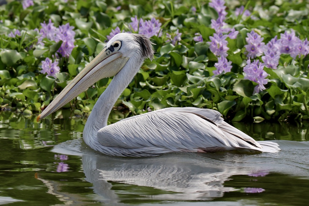 Pink-Backed Pelican