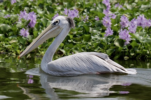 Pink-backed Pelican
