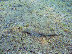Platycephalus grandispinis