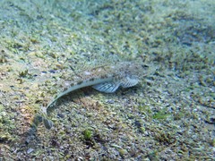 Platycephalus grandispinis