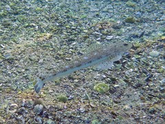 Platycephalus grandispinis