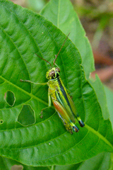 Leioscapheus