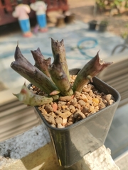 Orbea schweinfurthii