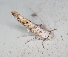 Cameraria hamadryadella